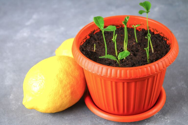 Wie man einen Zitronenbaum erfolgreich aus Samen zieht